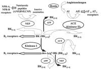 Figure 1: Bradykininmetabolismus