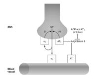 Figure 2: Sympathisches Nervensystem - Blutgefäß