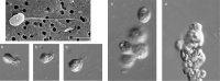 Abbildung 13: Syssomonas multiformis
