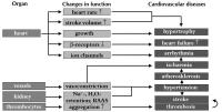 Figure 2: SNS-Überaktivität - kardiovaskuläre Erkrankung