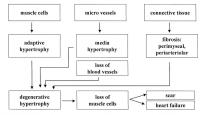 Figure 3: SNS-Überaktivität - Hypertrophie