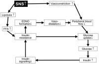Figure 1: Hyperinsulinämie - Insulinresistenz