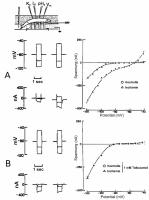 Abbildung 3A-B: Kalium - transmembranäre Leitfähigkeit