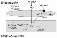 Abbildung 2: Nitrate - Wirkmechanismus