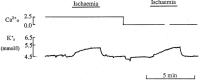 Figure 2: Kalium - Ischämie