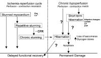 Figure 1: Myokard - Hibernation - Stunning