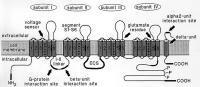 Figure 1: Kalziumkanal - Alpha-1-Einheit