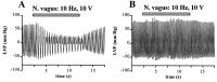Figure 1A-B: Angiotensin II - Vagusstimulation
