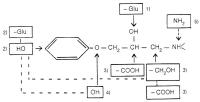 Figure 1: Betablocker - Metabolismus