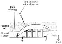Figure 1: K-Efflux in Koronararterien - Versuchsanordnung