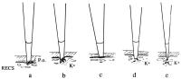 Figure 2: K-Efflux in Koronararterien - Mikroelektroden