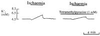 Figure 6: K-Efflux in Koronararterien