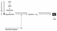 Abbildung 1: Freie Radikale  - Xanthinoxidase-Reaktion