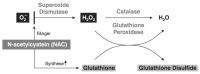 Abbildung 3: Glutathion - N-Acetylcystein