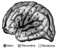 Abbildung 3: Gehirn - Perfusion