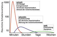 Abbildung 7: Gehirn - Perfusion