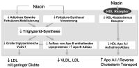 Abbildung 1: Niacin - Wirkmechanismus