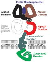 Abbildung 1: HLA-Klasse-1 - Zelloberflächenantigen