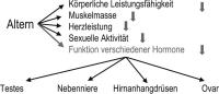 Abbildung 4: Alter - Hormonale Änderungen
