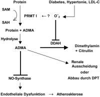 Abbildung 3: Asymmetrisches Dimethylarginin