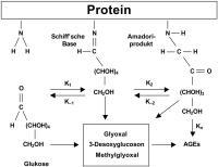 Abbildung 4: Advanced glycation end products (AGE)