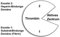 Abbildung 1: Thrombin-Bindungs-Domänen