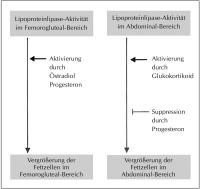Abbildung 1: Fettspeicherung - Körperregionen