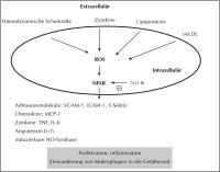 Abbildung 3: Oxidativer Streß