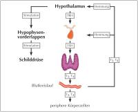 Abbildung 2: Schildrüsenhormone - Steuerung