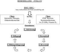 Abbildung 2: Knochenabbau - Knochenaufbau