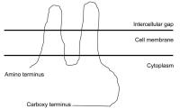 Figure 2: Connexin