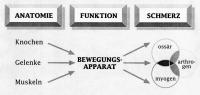 Abbildung 1: Bewegungsapparat - Schmerzen
