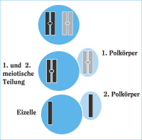 Abbildung 1: Eizellreifung - Polkörperentstehung