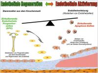 Abbildung 2: Endotheliale Aktivierung