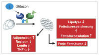 Abbildung 1: Glitazone - Fettgewebe