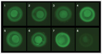 Abbildung 3: POF - oocytes