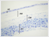 Abbildung 1: Human term placenta