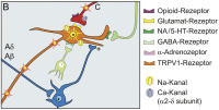 Abbildung 1b: Hinterhornneuron - Impuls