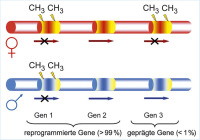 Abbildung 2: Reprogrammierte - geprägte Gene