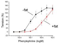 Abbildung 3: Perivaskuläres Fett - Phenylephrin