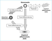 Abbildung 5: Transdifferenzierung - Dedifferenzierung