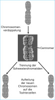 Abbildung 1: Chromosome - Mitose