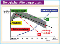 Abbildung 1: Biologischer Alterungsprozeß