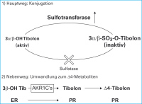 Abbildung 6: Tibolon
