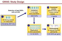 Abbildung 19: GWAS