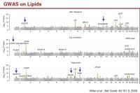Abbildung 34: GWAS