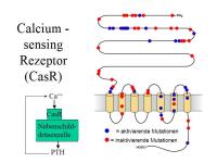 Abbildung 4: Hyperparathyreoidismus 