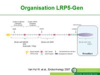 Abbildung 5: Lipoproteinrezeptor