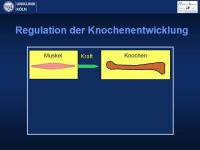 Abbildung 18: Osteogenesis imperfecta