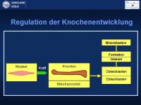 Abbildung 21: Osteogenesis imperfecta